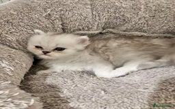 Persian cats for sale: 3 Pure bred male Persian kittens for sale  - Image 6
