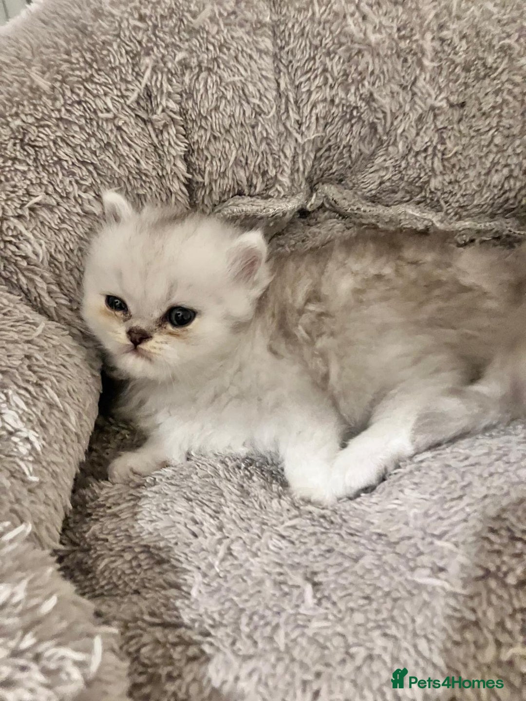 Persian cats for sale: 3 Pure bred male Persian kittens for sale  - Image 6