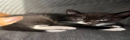 American Shorthair cats for sale: tuxedo/tortoiseshell kitten in London - Advert 3
