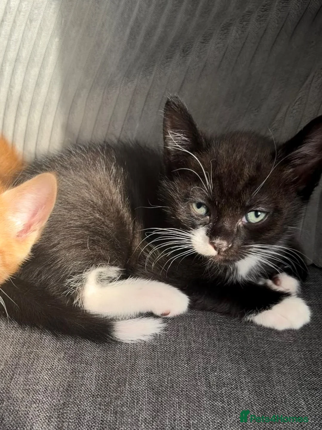 American Shorthair cats for sale: tuxedo/tortoiseshell kitten in London - Advert 3