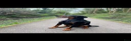 Dobermann dogs for sale: Doberman stud for sale  - Advert 3