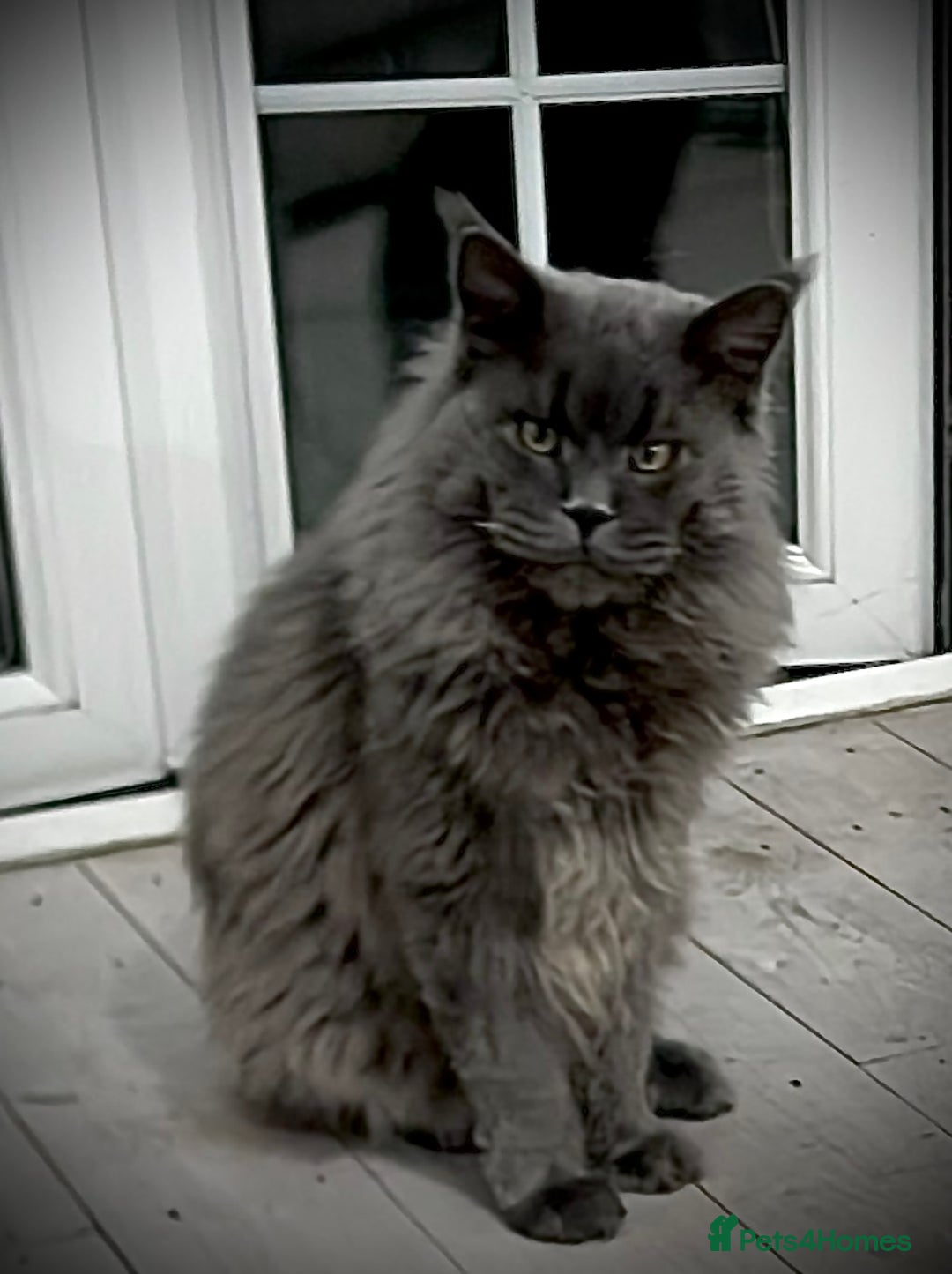 Maine Coon cats for stud: Maine Coon STUD service only - Not for sale  in Woking - Advert 5