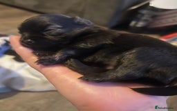 Pomchi dogs for sale: 2 beautiful tiny little Pomchi girls - Image 10