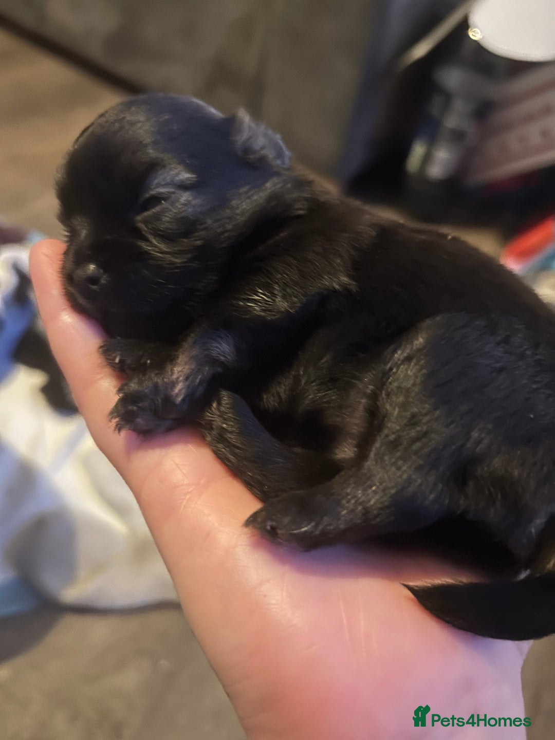 Pomchi dogs for sale: 2 beautiful tiny little Pomchi girls - Image 10