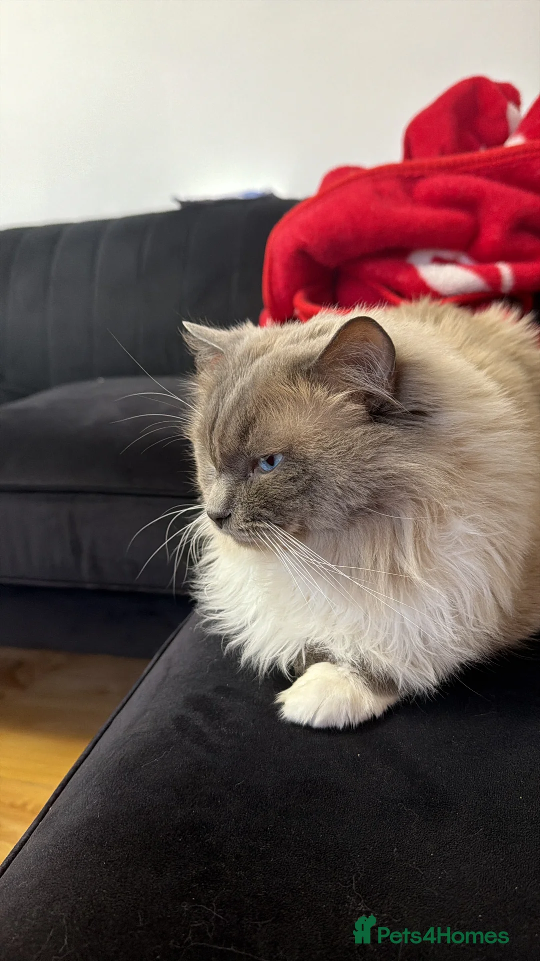 Ragdoll cats for stud: Gorgeous Male Ragdoll For Stud  - Advert 3