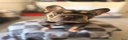 French Bulldog dogs for sale: Fluffy French bulldogs.  - Advert 1