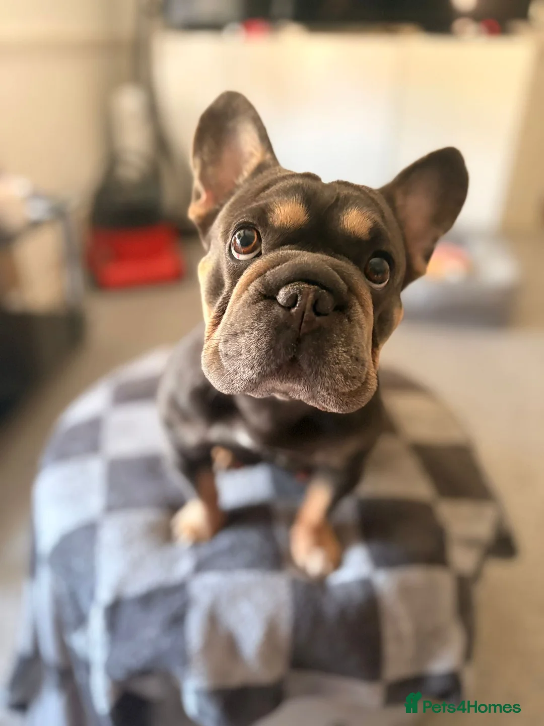 French Bulldog dogs for sale: Fluffy French bulldogs.  - Advert 1