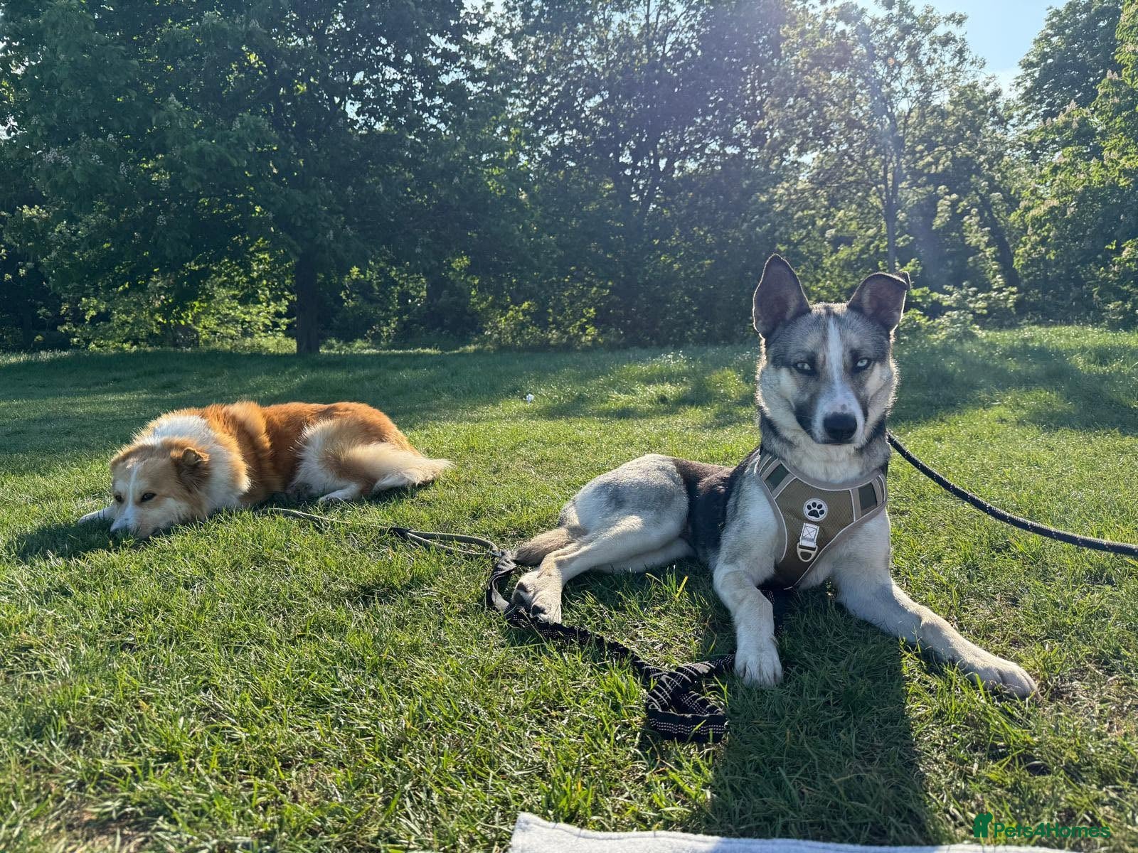 Mixed Breed dogs ❤️ Say hello to Kaida 👋  - Advert 21