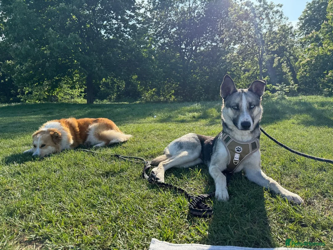 Mixed Breed dogs for adoption: 💔 No applications yet for Kaida 💔 in London - Advert 2