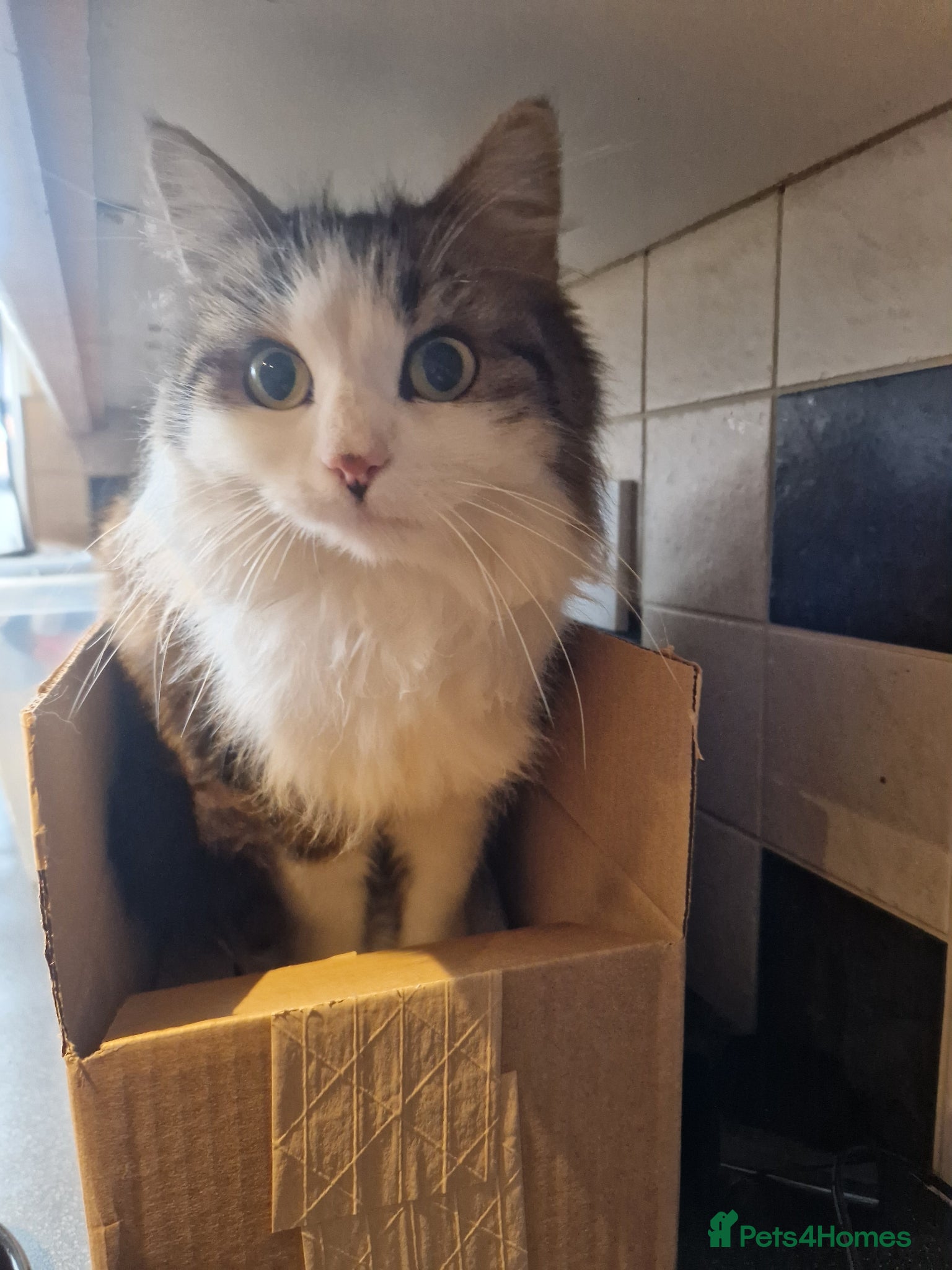 Mixed Breed cats Maine coon cross - Advert 1