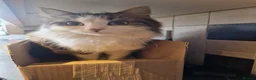 Mixed Breed cats for sale: Maine coon cross - Advert 1