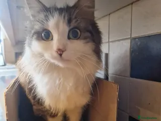 Mixed Breed cats Maine coon cross - Advert 1