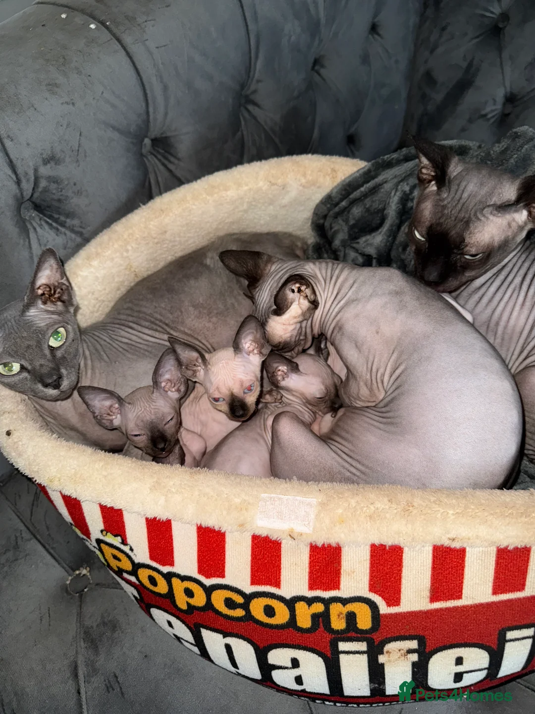 Sphynx cats for sale: Sphynx canadian kittens ready to leave now  - Advert 5