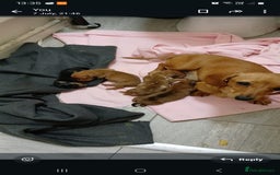 Dachshund dogs for sale: 4 beautiful puppies for sale  - Image 5