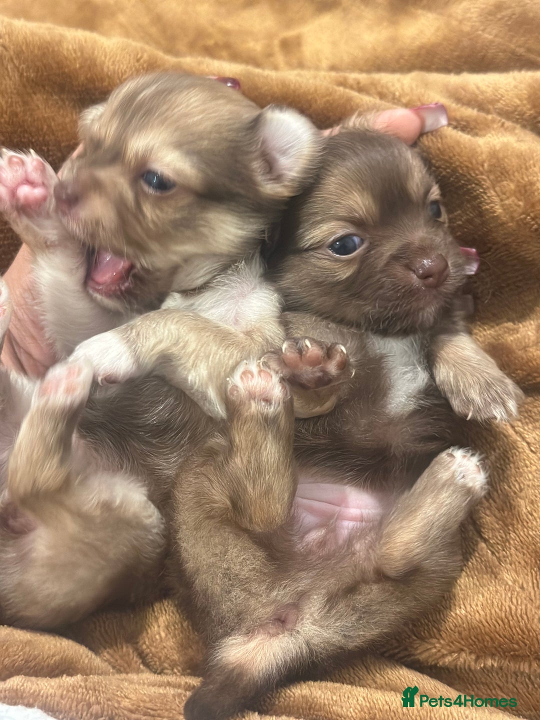 Chihuahua dogs for sale: Two Beautiful Female Chocolate Chihuahua Puppies - Advert 4