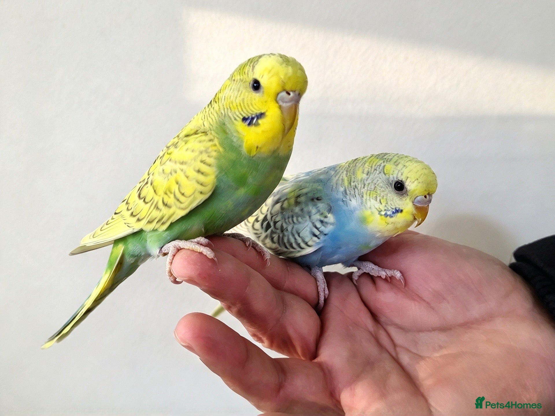 Budgerigars birds Super silly tame budgies  - Advert 17