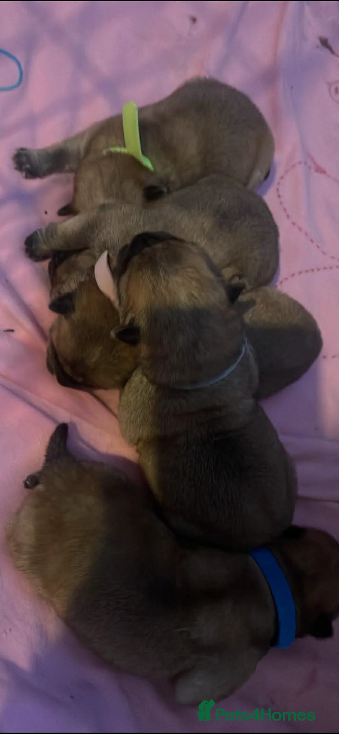 Chow Chow dogs for sale: Chow chow pups for sale  - Advert 13