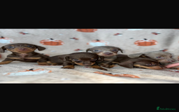 Dachshund dogs for sale: Dachshund Puppies { 2 boys left } - Image 2