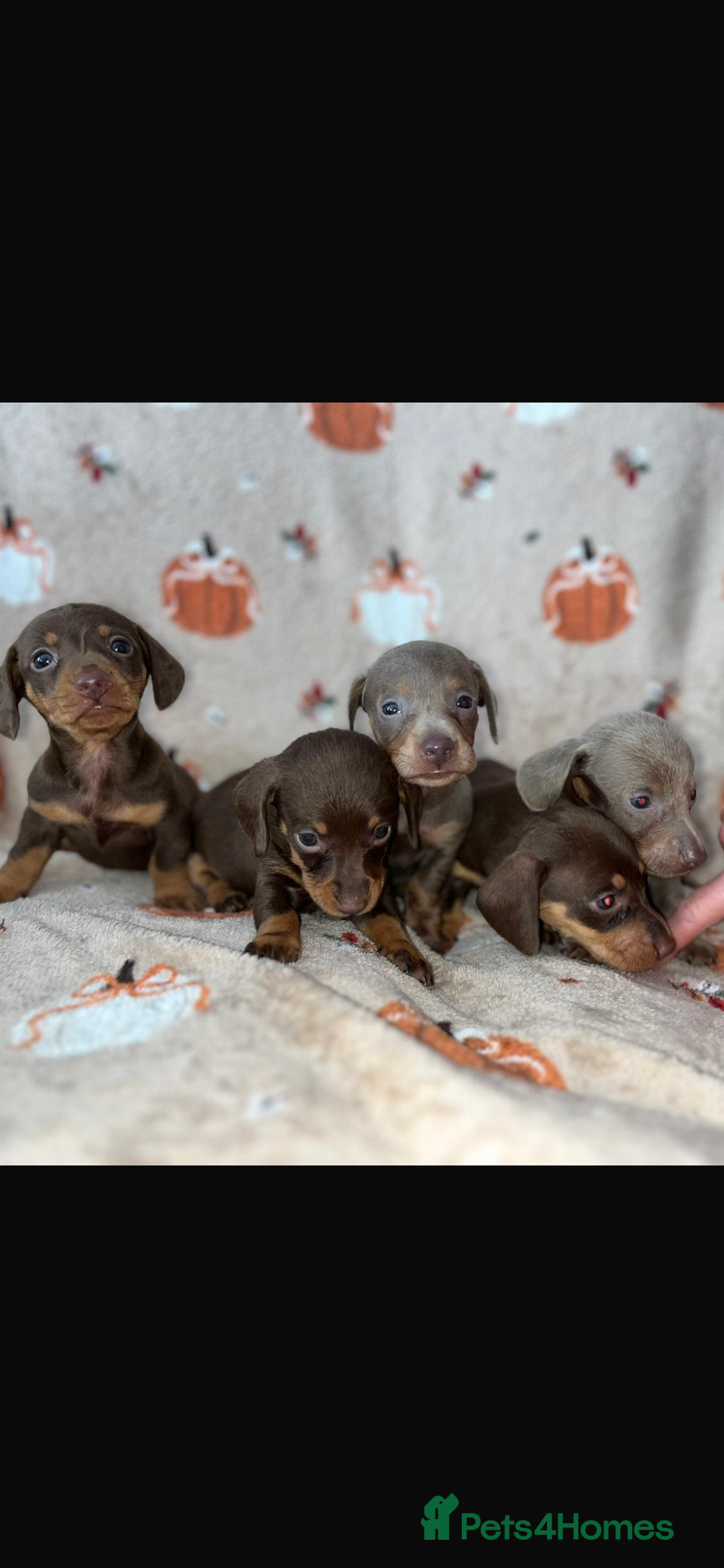 Dachshund dogs for sale: Dachshund Puppies { 2 boys left } - Image 2