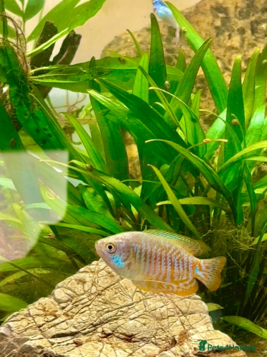 Gouramis fish for sale: 40L Tank Set Up with Dwarf Gourami  - Advert 2