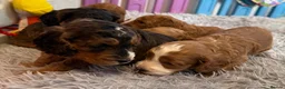 Cockapoo dogs for sale: F1 Cockapoo litter available  #DNA Health tested# - Advert 10