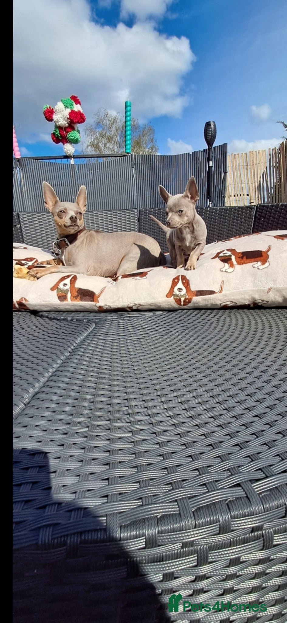 Mixed Breed dogs One Tiny Boy Left  - Advert 16