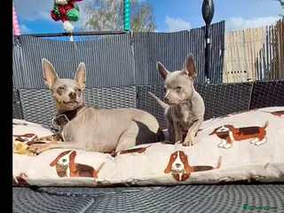 Mixed Breed dogs One Tiny Boy Left - Advert 16