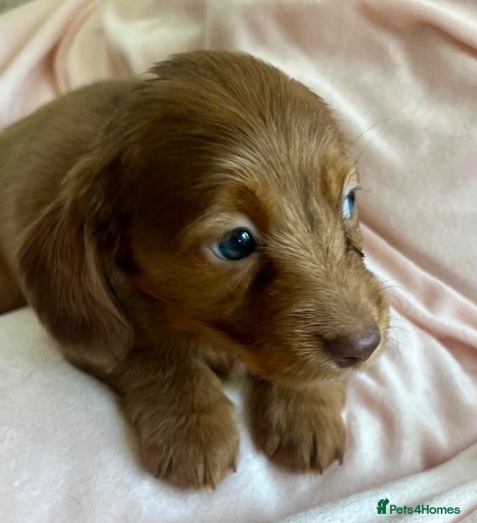 Miniature Dachshund dogs Lovely Mini dachshund puppies  - Advert 1