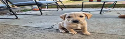 Labradoodle dogs for sale: Labrador cross puppies - Advert 3