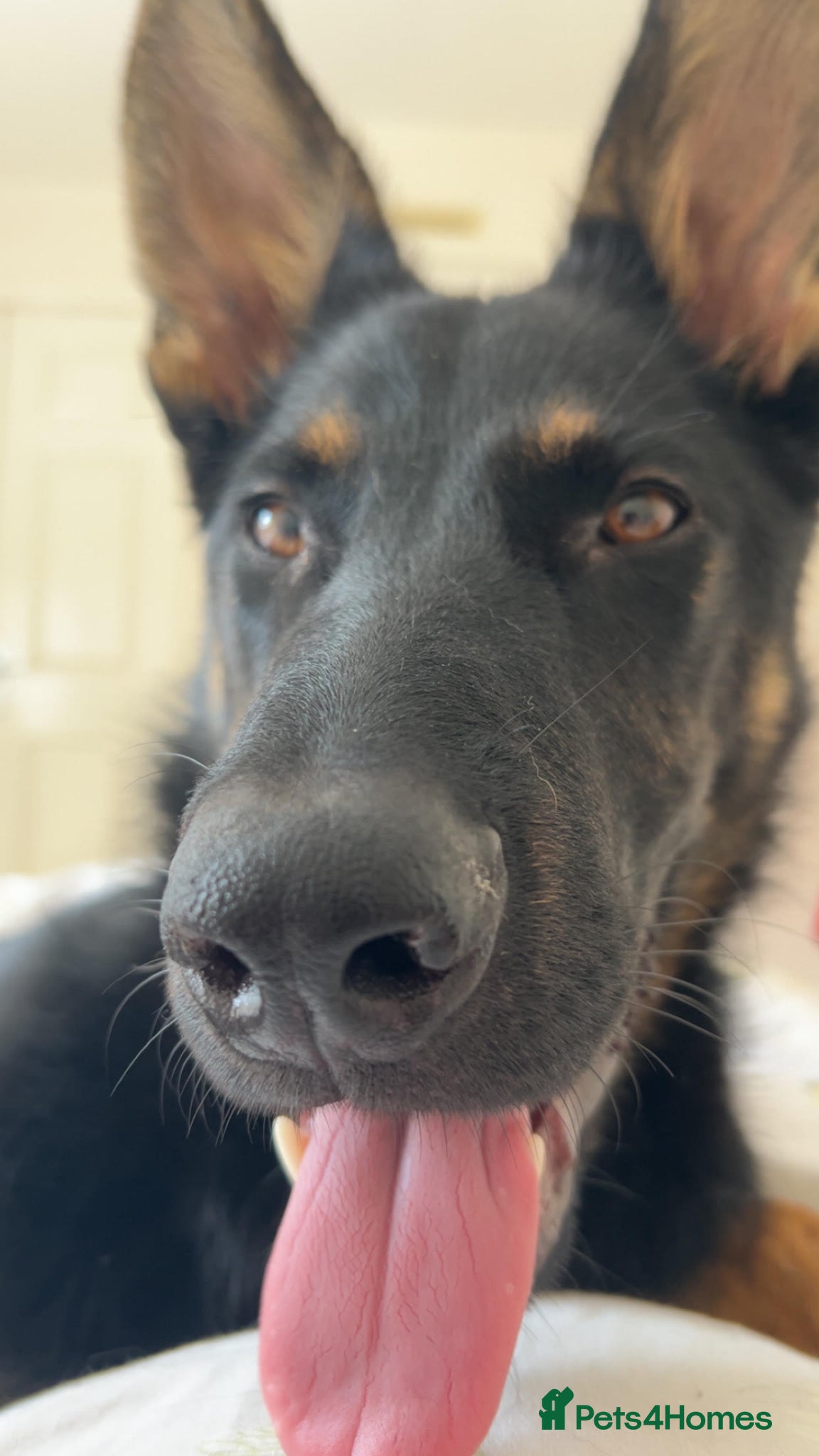 German Shepherd dogs for sale: 9 Month German Shepherd Rehoming - Advert 3