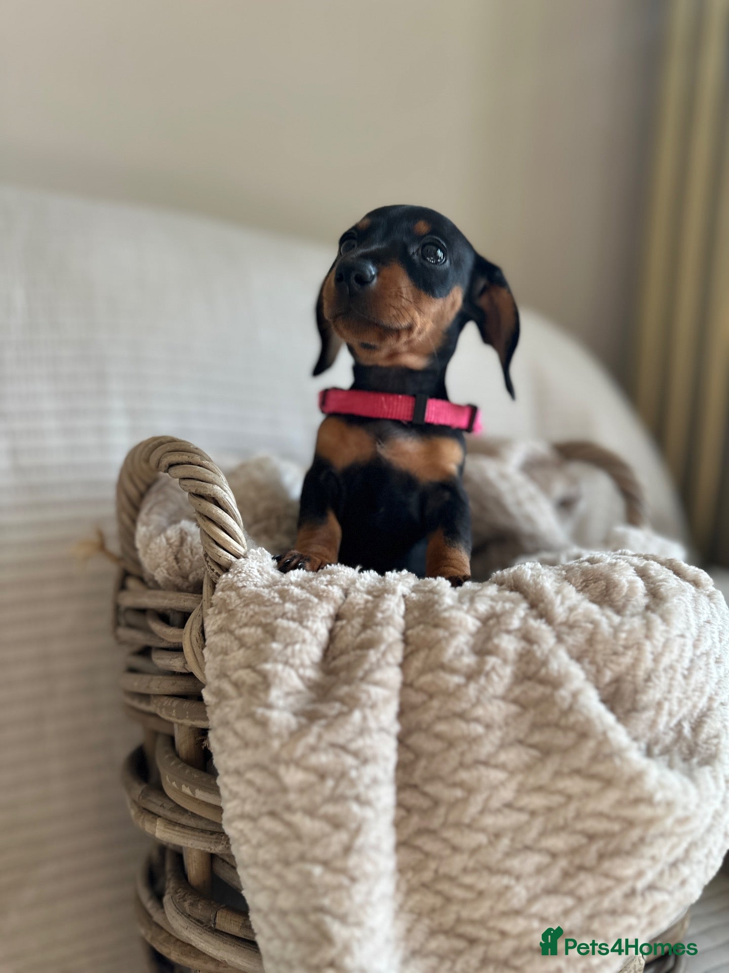Miniature Dachshund dogs 🐾exceptional KC REGISTERED PRA clear  - Advert 2