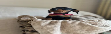 Miniature Dachshund 2