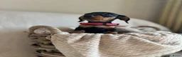 Miniature Dachshund dogs for sale: 🐾exceptional KC REGISTERED PRA clear  - Advert 2