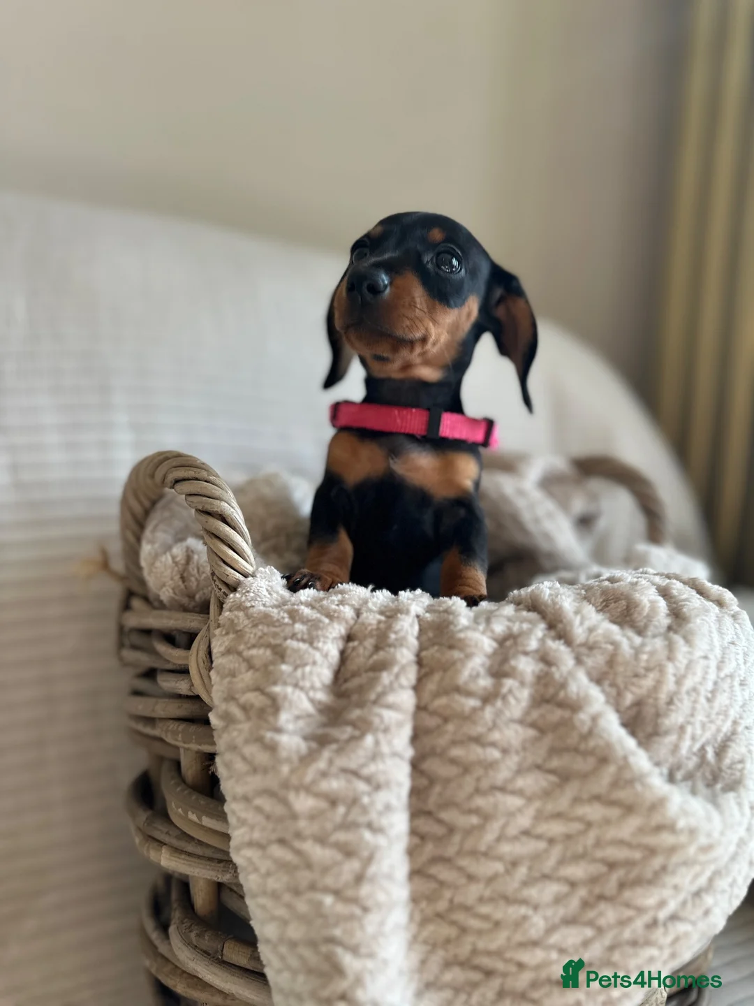 Miniature Dachshund dogs for sale: 🐾exceptional KC REGISTERED PRA clear  - Advert 2