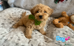 Miniature Poodle dogs for sale: 🐶 Miniature Poodle Puppies! 🐾 - Image 4