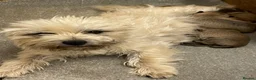 Cairn Terrier dogs for sale: Quality KC Reg Cairn Terrier pups  - Advert 1
