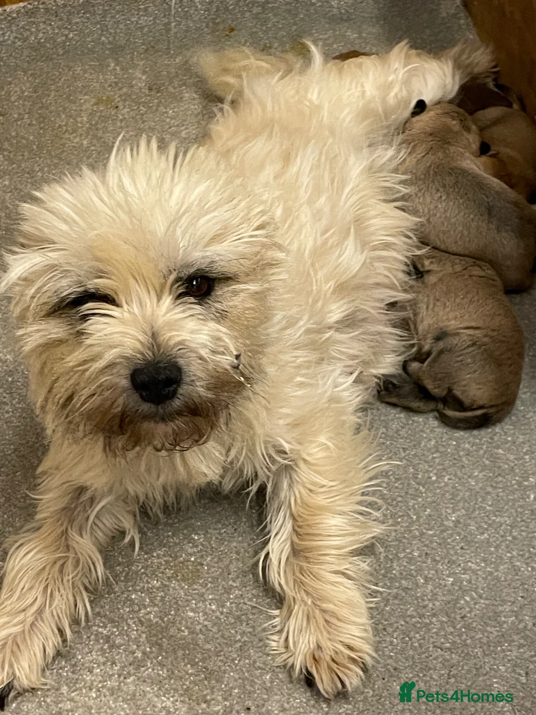 Cairn Terrier dogs for sale: Quality KC Reg Cairn Terrier pups  - Advert 1