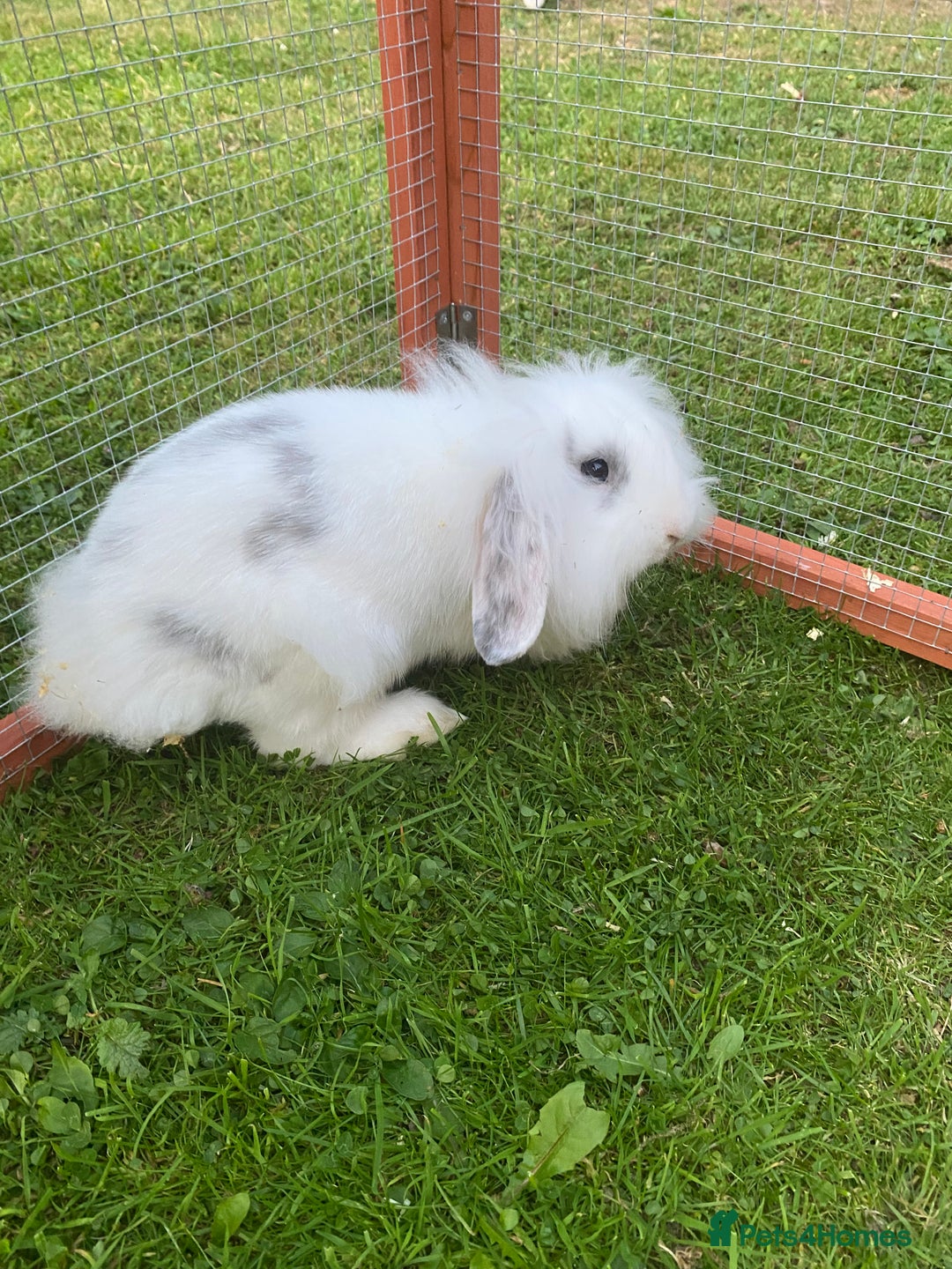 Mixed Breed rabbits for sale: Baby male rabbit ready now - Image 8