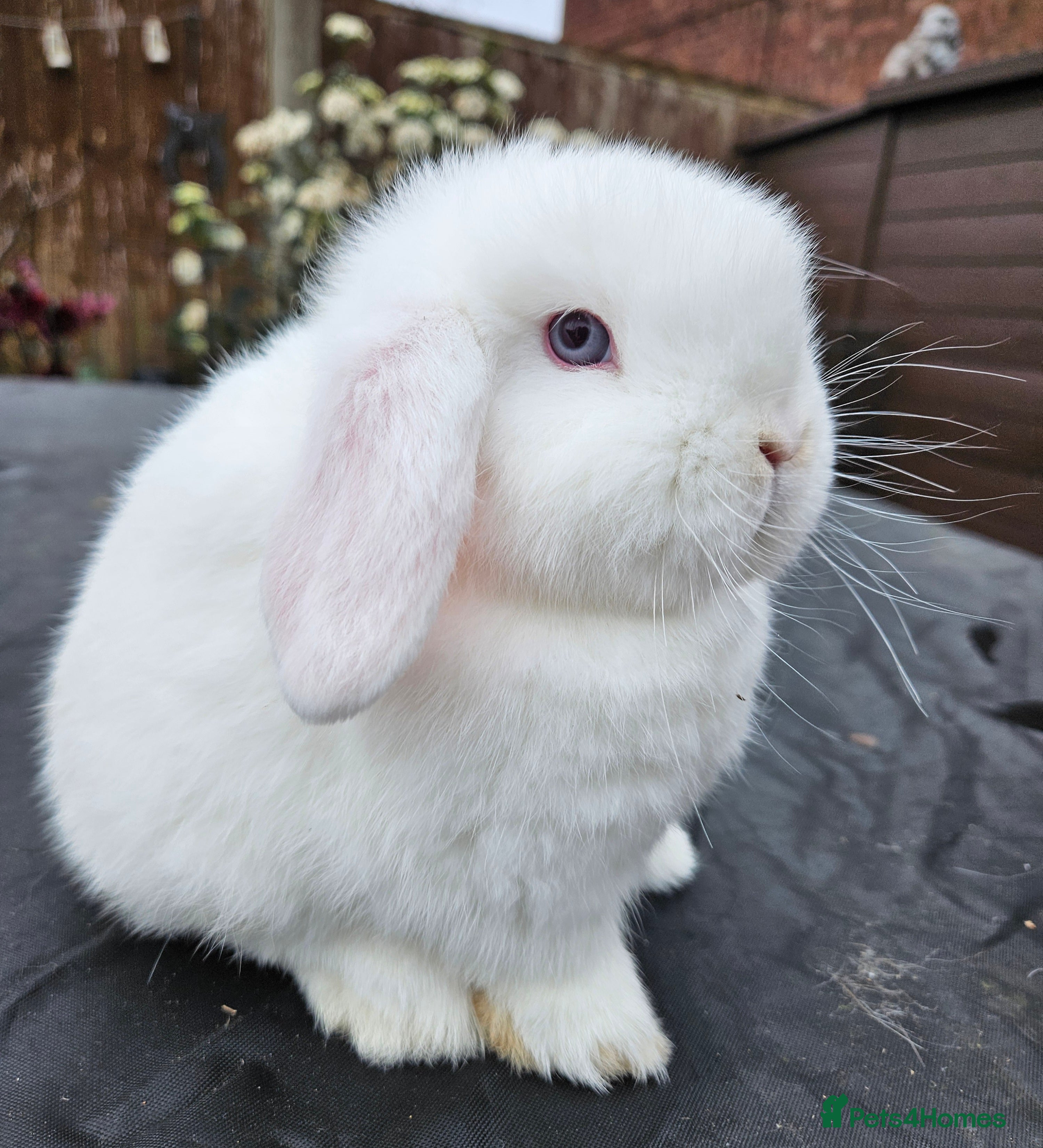 Mini Lop rabbits Mini lop baby girl rabbit - Advert 21