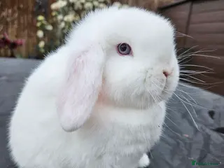 Mini Lop rabbits Mini lop baby girl rabbit - Advert 21