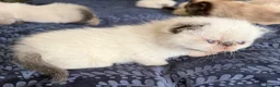 Exotic cats for sale: Colourpoint Exotic Shorthair Kittens  in Stoke-on-Trent - Advert 6
