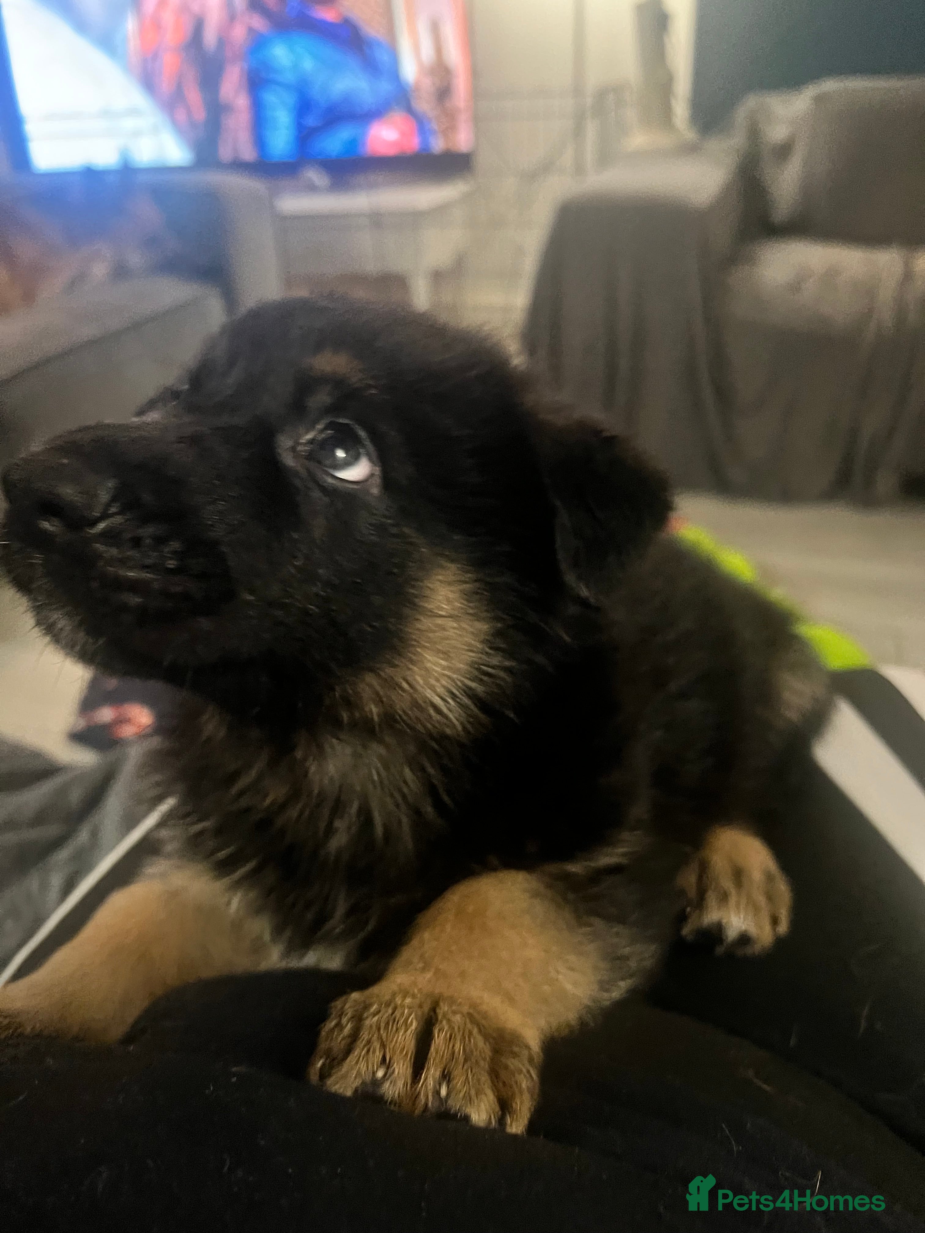 German Shepherd dogs Beautiful KC REG German Shepherd Pups  - Advert 18