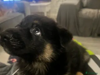 German Shepherd dogs Beautiful KC REG German Shepherd Pups - Advert 18