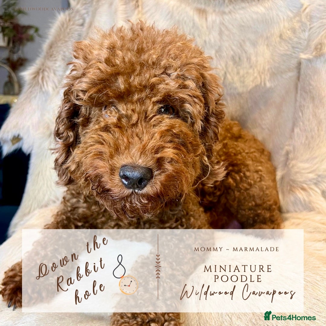 Cavapoo dogs for sale: 5 ⭐️ LICENSED BREEDER HEALTH TESTED F1 CAVAPOOS  - Advert 3