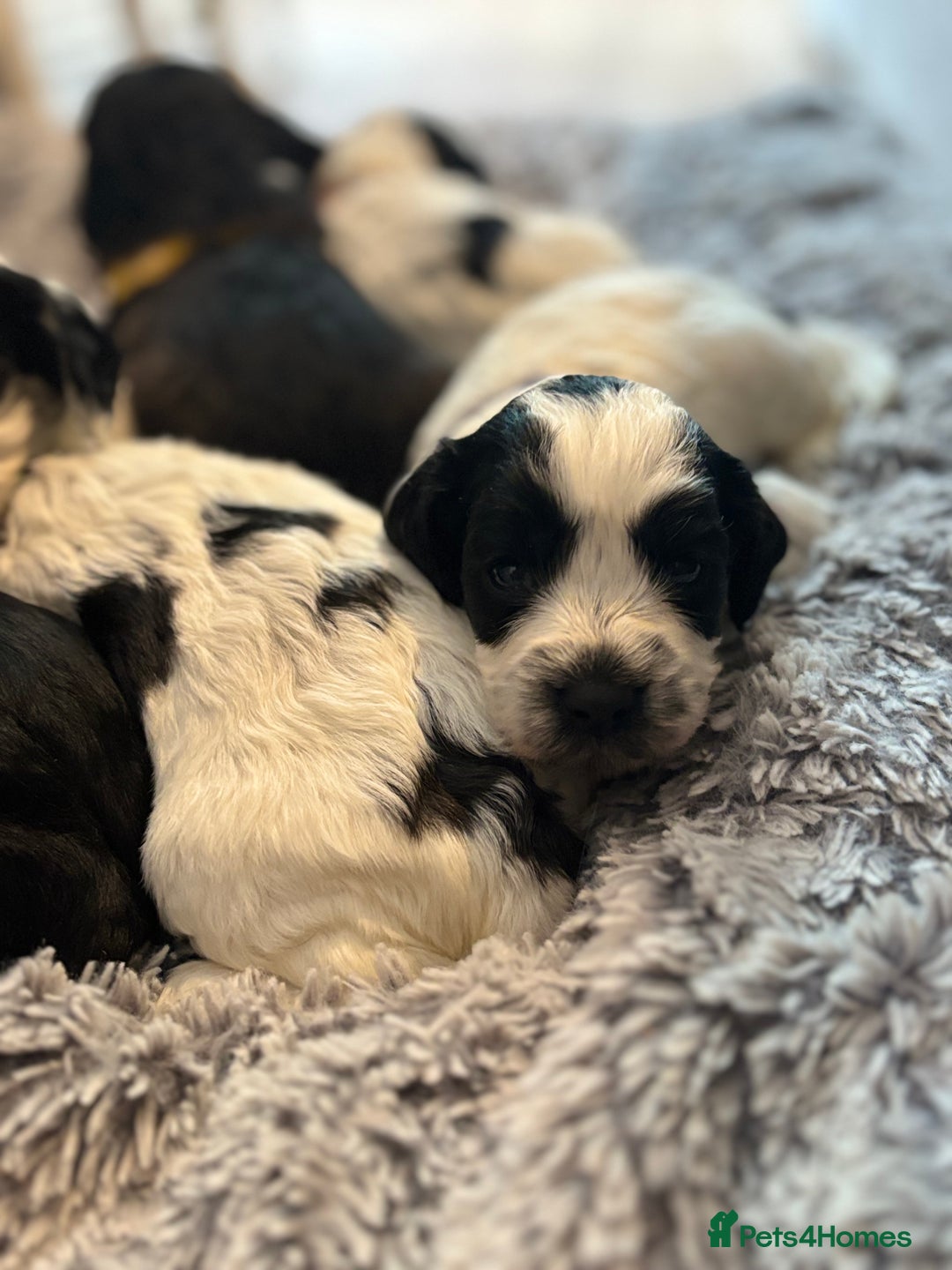 Cockapoo dogs for sale: F1 cockapoos beautiful litter 5 left* - Image 13