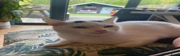 Mixed Breed cats for sale: Beautiful Shirt Hair Kittens - Advert 28