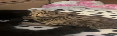 Domestic Shorthair 3