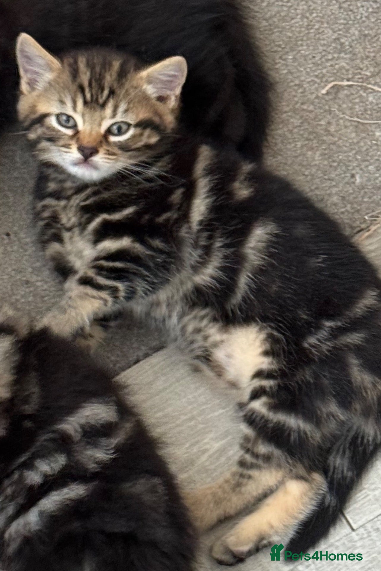 Mixed Breed cats 1 Tabby kitten for sale - Advert 15