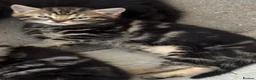 Mixed Breed cats for sale: 1 Tabby kitten for sale - Advert 1