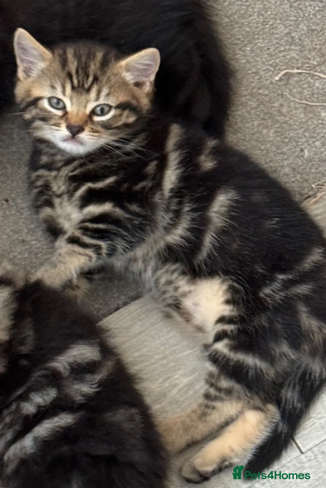 Mixed Breed cats for sale: 1 Tabby kitten for sale - Advert 1